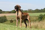 DOGUE ALLEMAND 063